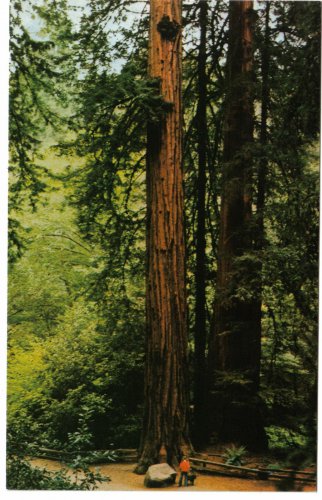 California Postcard Muir Woods National Monument Pinchot Memorial Tree Mill Val