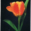 Holiday Postcard Tulip Easter Greeting