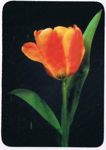 Holiday Postcard Tulip Easter Greeting