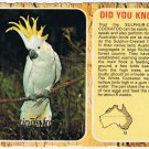 Australia Postcard Mt Isa Sulphur Crested Cockatoo