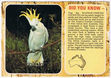 Australia Postcard Mt Isa Sulphur Crested Cockatoo