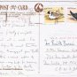 Australia Postcard Mt Isa Sulphur Crested Cockatoo