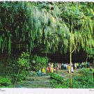 Hawaii Postcard Fern Grotto Garden Island Kauai Wailua River