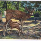 Arizona Postcard Grand Canyon Deer & Fawn