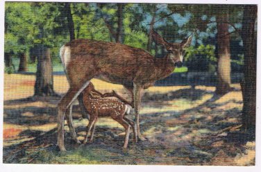 Arizona Postcard Grand Canyon Deer & Fawn