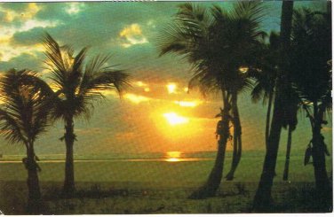 Florida Postcard Golden Sunrise Palm Trees South Florida Coast