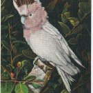 Florida Postcard Miami Parrot Jungle Topsy Colorful Leadbeater Cockatoo