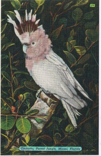 Florida Postcard Miami Parrot Jungle Topsy Colorful Leadbeater Cockatoo