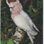 Florida Postcard Miami Parrot Jungle Topsy Colorful Leadbeater Cockatoo