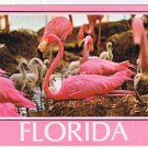 Florida Postcard Flamingos Close Up