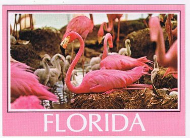 Florida Postcard Flamingos Close Up