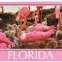 Florida Postcard Flamingos Close Up