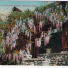 California Postcard Pasadena Wisteria Over California House 1912
