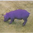 Vintage Animal Postcard Purple Pig