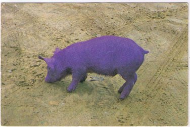 Vintage Animal Postcard Purple Pig