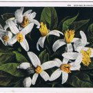 Postcard Orange Blossoms In Florida