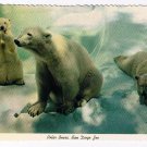 California Postcard San Diego Zoo Polar Bears