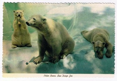 California Postcard San Diego Zoo Polar Bears