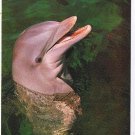 Florida Postcard Miami Feeding Porpoises Seaquarium