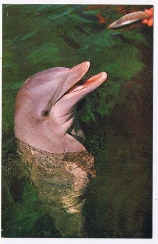 Florida Postcard Miami Feeding Porpoises Seaquarium