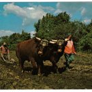 Ontario Postcard Morrisburg Upper Canada Village Oxen Ploughing Fields