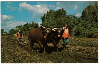 Ontario Postcard Morrisburg Upper Canada Village Oxen Ploughing Fields