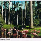 Florida Postcard Flamingoes In Tropical Florida Sarasota Jungle Gardens