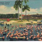 Florida Postcard Hialeah Race Course Flamingoes Feeding