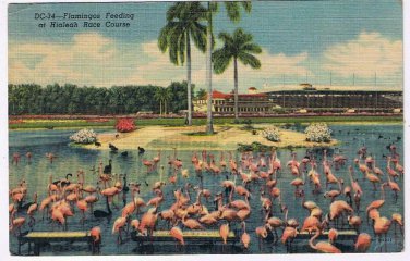 Florida Postcard Hialeah Race Course Flamingoes Feeding