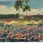 Florida Postcard Hialeah Race Course Flamingoes Feeding