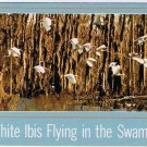 Louisiana Postcard White Ibis Flying In The Swamps