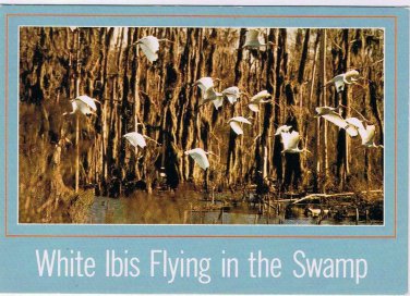 Louisiana Postcard White Ibis Flying In The Swamps