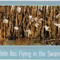 Louisiana Postcard White Ibis Flying In The Swamps