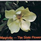 Louisiana Postcard Magnolia State Flower of Louisiana & Mississippi
