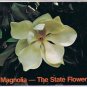 Louisiana Postcard Magnolia State Flower of Louisiana & Mississippi