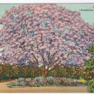 Florida Postcard Jacaranda Tree Acutifolia In Full Bloom