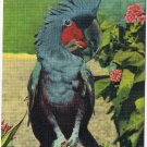 Florida Postcard Miami Parrot Jungle Topsy Black Cockatoo