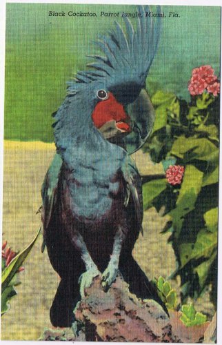 Florida Postcard Miami Parrot Jungle Topsy Black Cockatoo