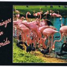 Florida Postcard Group Of Flamingos