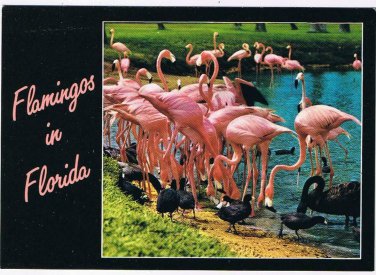 Florida Postcard Group Of Flamingos