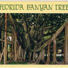Florida Postcard Giant Banyan Trees