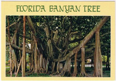 Florida Postcard Giant Banyan Trees