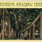 Florida Postcard Giant Banyan Trees