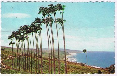 Barbados Caribbean Island Postcard Bathsheba Coast Lin Through The Palms