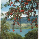 British Columbia BC Postcard Okanagan Valley Delicious Applea