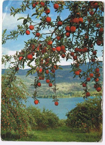 British Columbia BC Postcard Okanagan Valley Delicious Applea