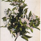 Postcard Orange Blossoms Phoenix Arizona 1908