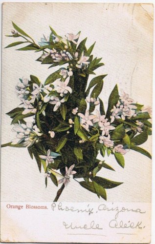 Postcard Orange Blossoms Phoenix Arizona 1908