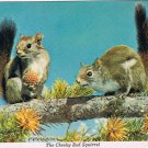 Canada Postcard Chickaree Cheeky Red Squirrel