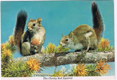 Canada Postcard Chickaree Cheeky Red Squirrel